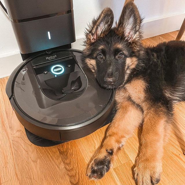 Kell ennél nagyobb szerelem? A két kedvenc együtt 😊❤️
Az iRobot lehetővé teszi, hogy lelkiismeret-furdalás nélkül engedd be a kutyádat a lakásba, összeszedi a szőrt, mire a többiek hazaérnek.

#irobotlove #doglove #tisztaság #robotporszívó #okosporszívó #mik